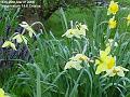 2005-0325daffs